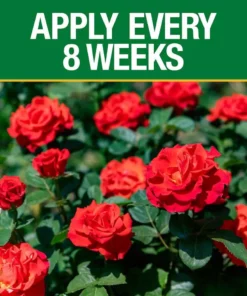 Vigoro 3.5 lb. All Season Rose Plant Food (12-6-10) -Vigoro sales Store vigoro plant food fertilizer 124250 1f 1000