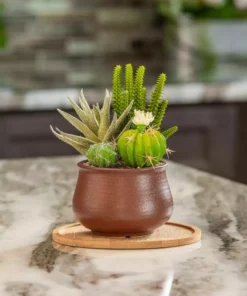 Vigoro 8 in. Bamboo Plant Saucer -Vigoro sales Store vigoro planter saucers bbs8vg fa 1000