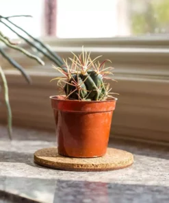 Vigoro 4 in. Cork Mat -Vigoro sales Store vigoro planter saucers cm4phbdi 4f 1000