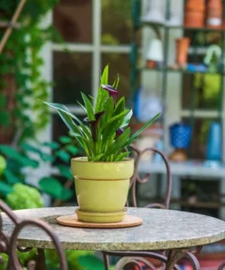 Vigoro 6 in. Cork Mat -Vigoro sales Store vigoro planter saucers cm6phbdi fa 1000