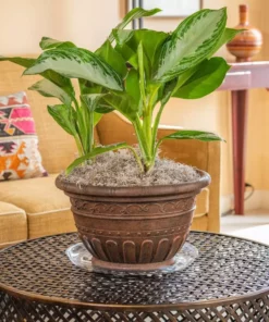 Vigoro 14 in. Heavy Duty Plant Saucer 10 Vigoro 14 in. Heavy Duty Plant Saucer -Vigoro sales Store vigoro planter saucers sp14vg 4f 1000