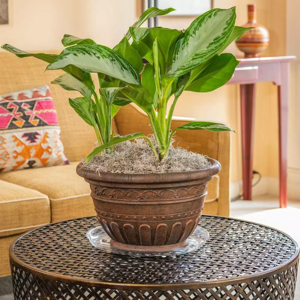 Vigoro 14 in. Heavy Duty Plant Saucer 8 Vigoro 14 in. Heavy Duty Plant Saucer - Image 6