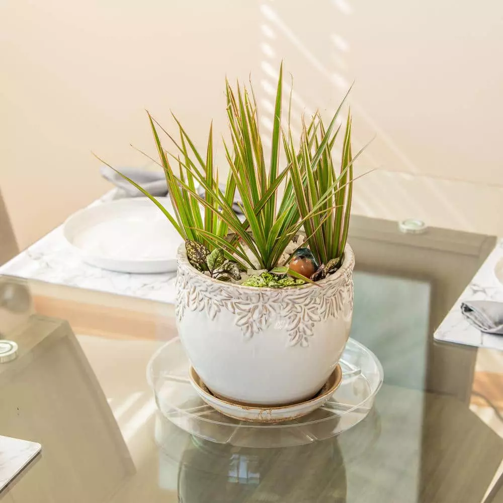 Vigoro 12 in. Plastic Plant Saucer 6 Vigoro 12 in. Plastic Plant Saucer - Image 4