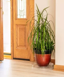 Vigoro 14 in. Plastic Plant Saucer 10 Vigoro 14 in. Plastic Plant Saucer -Vigoro sales Store vigoro planter saucers vs14vg 1f 1000