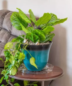 Vigoro 14 in. Plastic Plant Saucer 11 Vigoro 14 in. Plastic Plant Saucer -Vigoro sales Store vigoro planter saucers vs14vg 44 1000