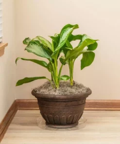 Vigoro 14 in. Plastic Plant Saucer 9 Vigoro 14 in. Plastic Plant Saucer -Vigoro sales Store vigoro planter saucers vs14vg 4f 1000