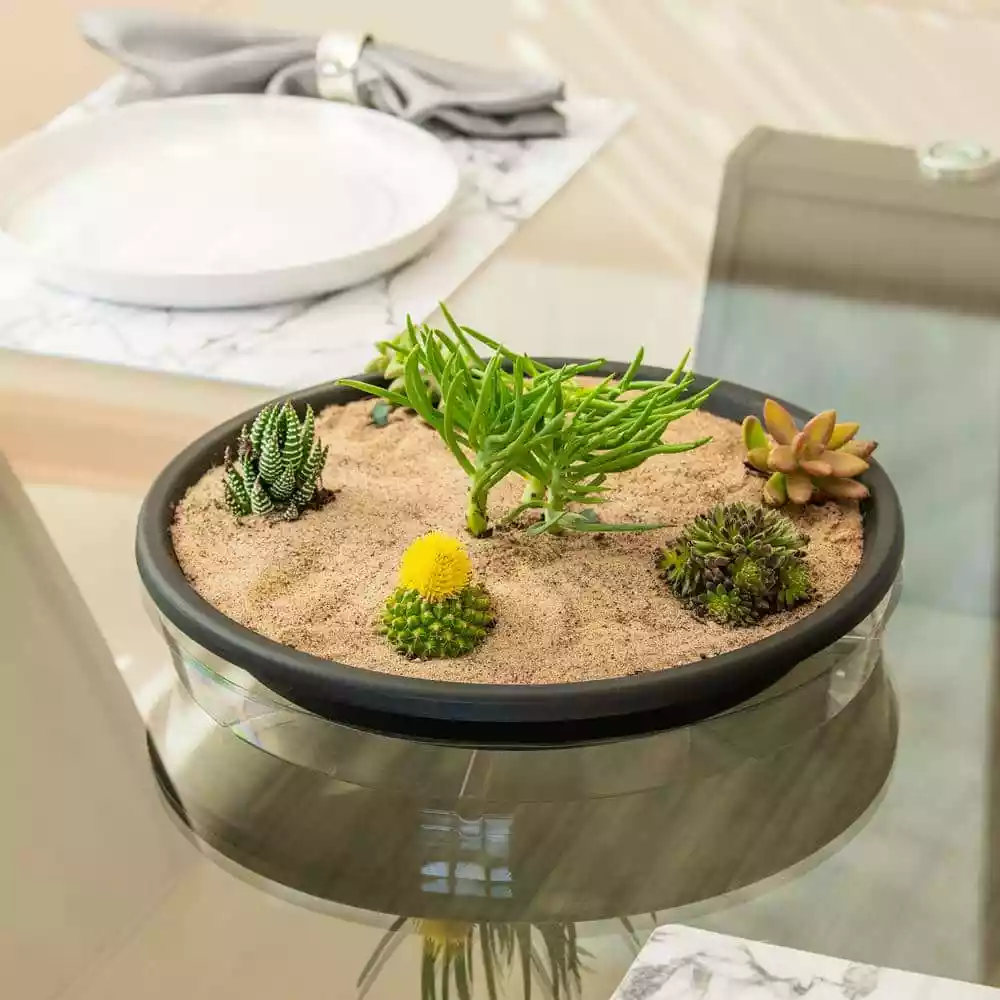 Vigoro 14 in. Plastic Plant Saucer 4 Vigoro 14 in. Plastic Plant Saucer - Image 2