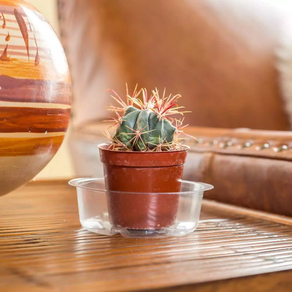 Vigoro 4 in. Plastic Plant Saucer 4 Vigoro 4 in. Plastic Plant Saucer - Image 2