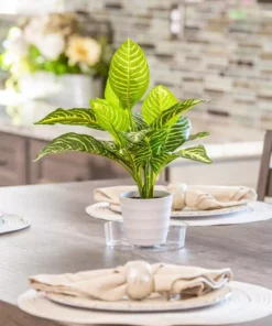 Vigoro 6 in. Plastic Plant Saucer 8 Vigoro 6 in. Plastic Plant Saucer -Vigoro sales Store vigoro planter saucers vs6vg 4f 1000