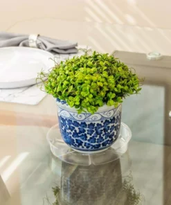 Vigoro 8 in. Plastic Plant Saucer 13 Vigoro 8 in. Plastic Plant Saucer -Vigoro sales Store vigoro planter saucers vs8vg 4f 1000