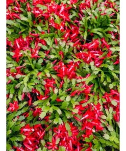 Vigoro 6 in. Christmas Cactus with Red Pot Cover -Vigoro sales Store vigoro succulents 81826 1f 1000