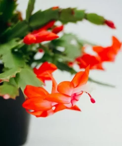 Vigoro 6 in. Christmas Cactus with Red Pot Cover -Vigoro sales Store vigoro succulents 81826 4f 1000