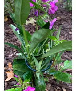 Vigoro 18 in. H x 1.50 in. W Steel Plant Prop -Vigoro sales Store vigoro tomato cages 611872 hd 31 1000