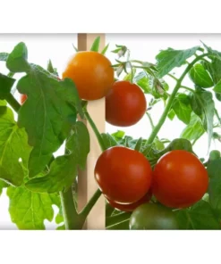 Vigoro 5 ft. Wooden Garden Stake -Vigoro sales Store vigoro tomato cages rc 85n 1f 1000