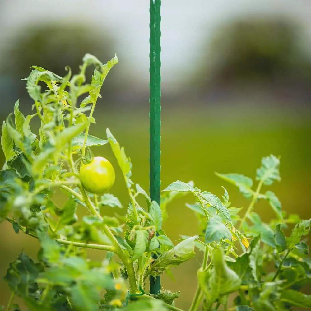 Vigoro 4 ft. Green Colored Steel Core Garden Stake 10 Vigoro 4 ft. Green Colored Steel Core Garden Stake - Image 8