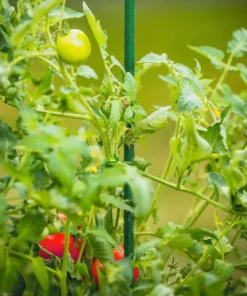 Vigoro 6 ft. Green Colored Steel Core Garden Stake -Vigoro sales Store vigoro tomato cages st6vg d4 1000