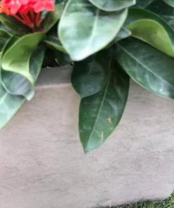 KANTE 31 in. L Rectangular Weathered Concrete/Fiberglass Indoor Outdoor Elegant Planter -Vigoro sales Store weathered concrete kante plant pots osf0104b c80021 2 fa 1000