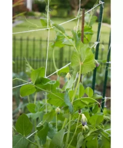 Vigoro 5 ft. x 8 ft. Sturdy Garden Trellis 13 Vigoro 5 ft. x 8 ft. Sturdy Garden Trellis -Vigoro sales Store white vigoro tomato cages t008avg 1f 1000