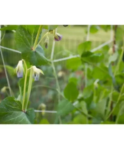 Vigoro 5 ft. x 8 ft. Sturdy Garden Trellis 17 Vigoro 5 ft. x 8 ft. Sturdy Garden Trellis -Vigoro sales Store white vigoro tomato cages t008avg 31 1000