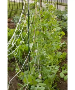 Vigoro 5 ft. x 8 ft. Sturdy Garden Trellis 14 Vigoro 5 ft. x 8 ft. Sturdy Garden Trellis -Vigoro sales Store white vigoro tomato cages t008avg 44 1000