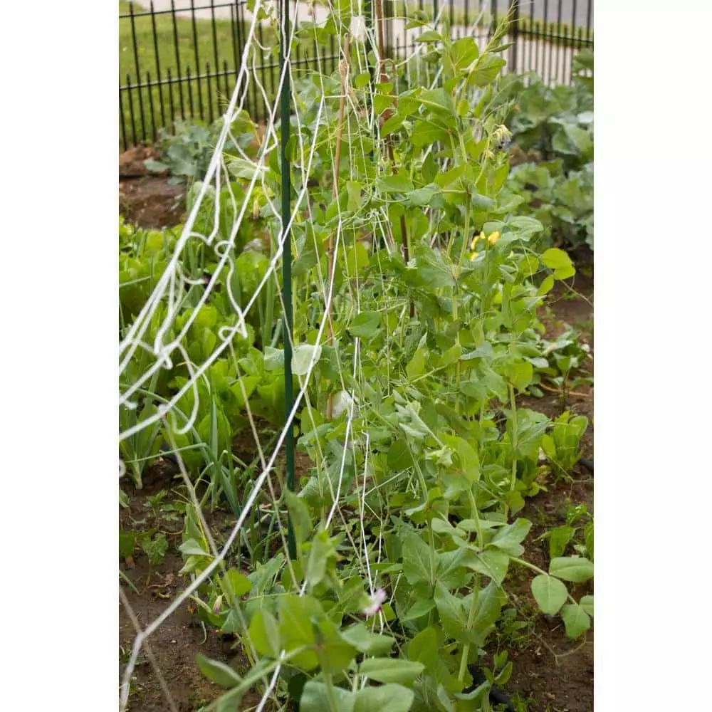 Vigoro 5 ft. x 8 ft. Sturdy Garden Trellis 7 Vigoro 5 ft. x 8 ft. Sturdy Garden Trellis - Image 5