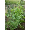 Vigoro 5 ft. x 8 ft. Sturdy Garden Trellis -Vigoro sales Store white vigoro tomato cages t008avg 64 1000