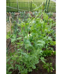 Vigoro 5 ft. x 8 ft. Sturdy Garden Trellis