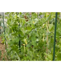 Vigoro 5 ft. x 8 ft. Sturdy Garden Trellis 16 Vigoro 5 ft. x 8 ft. Sturdy Garden Trellis -Vigoro sales Store white vigoro tomato cages t008avg 76 1000
