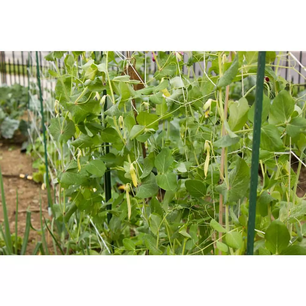 Vigoro 5 ft. x 8 ft. Sturdy Garden Trellis 9 Vigoro 5 ft. x 8 ft. Sturdy Garden Trellis - Image 7